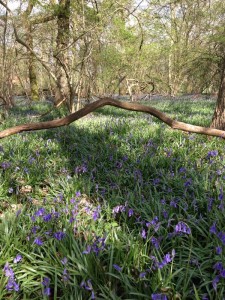Woodland workout